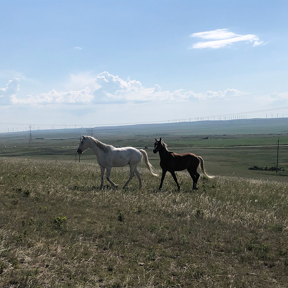 Horses---south-background